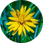 Yellow flower with green grass background