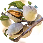 Almonds growing on a branch.