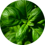Close-up of basil leaves