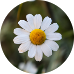 White daisy with yellow center