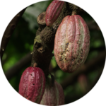 Cocoa pods on tree
