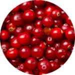 Close-up of red berries