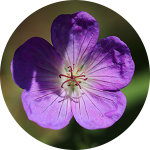 Close-up of a purple flower