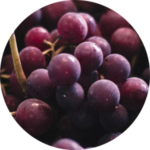Close-up of purple grapes