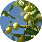Green fruits on a tree branch
