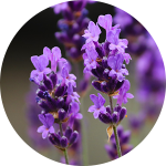 Close-up of purple lavender flowers
