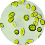 Microscopic green algae cells close-up.