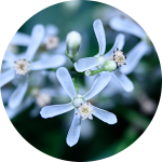 Close-up of small white flowers