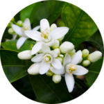 White flowers with green leaves