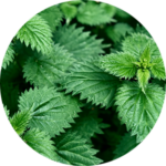 Close-up of green nettle leaves