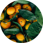 Oranges with green leaves