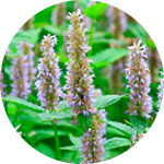 Purple flowers with green leaves