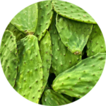 Close-up of green cactus pads