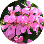 Cluster of pink flowers