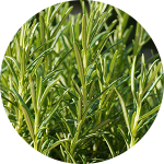 Close-up of rosemary plant