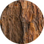 Close-up of textured tree bark