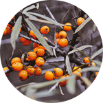 Orange berries on a branch