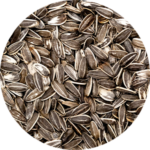 Pile of sunflower seeds