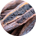 Close-up of vanilla beans and seeds