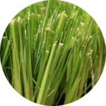 Close-up of green grass blades