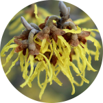 Close-up of yellow witch hazel flowers
