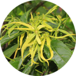 Green plant with long yellow leaves