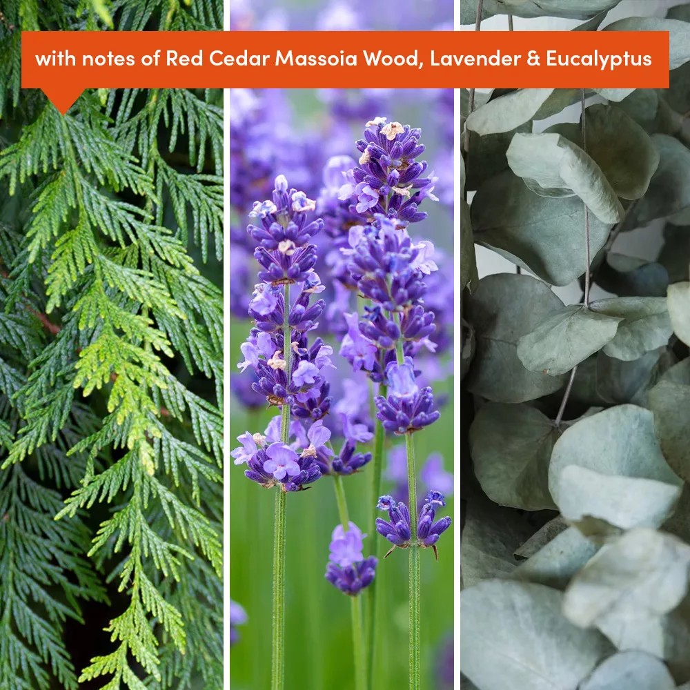 Cedar, lavender, and eucalyptus collage