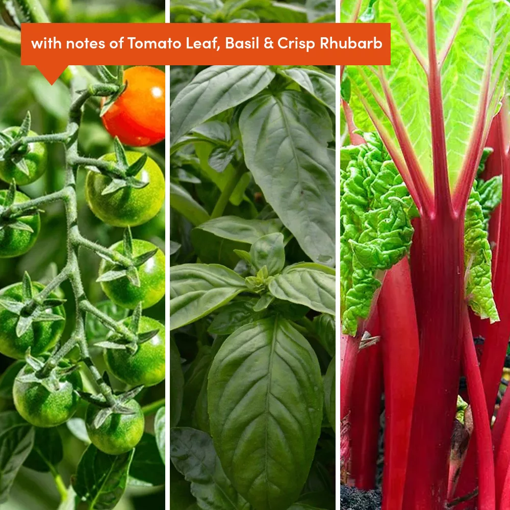 Tomato, basil and rhubarb plants