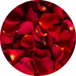 Red rose petals close-up
